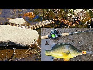 Deadly Tiger Snakes While I Am Lure Fishing For Murray Cod And Yellowbelly