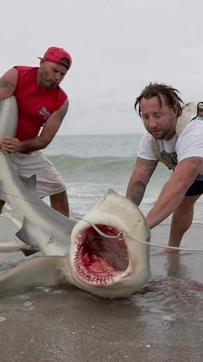 Are there really #sharks on #miamibeach ? #southbeach #sharkfishing #miamibeach #miami #miamifishing #fishing #southflorida #documentary #backintheday #tiktokfilm #tiktokfish #tiktokfishing #fishermanslife #fishermen #landbasedfishing #landbasedsharkfishing #fishermenoftiktok #filmmaker #history #miamihistory #southfloridafishing #miamifishing #bassproshops #basspro support the film by buying merch at the #linkinbio
