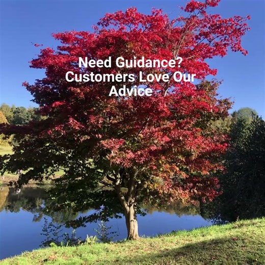 Japanese Maples Trees