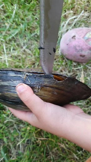 Exploring a Large Dark Clam Shell in Nature