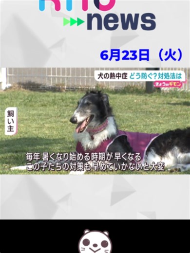 【khb】犬も気を付けたい熱中症 対策は？#宮城県 #仙台市 #熱中症 #犬のいる暮らし #犬 #tiktok #khb
