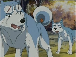 Weed Silver Fang's Søn Sæson 1 - del 3 og 4