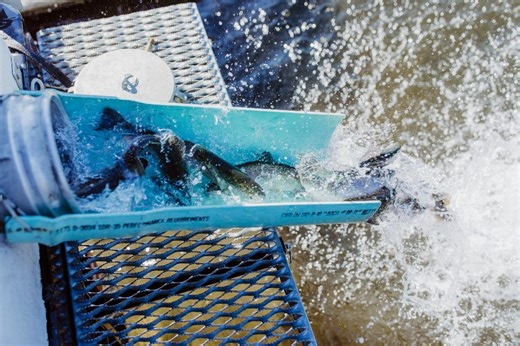 DEM to restock 13 RI water bodies with trout, salmon