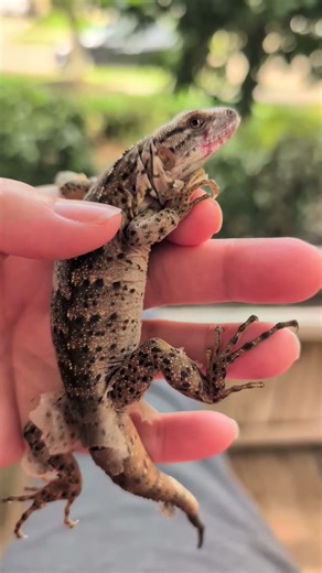Our cute little Iguana 🤩🦎#pets #lizard #reptiles #cute #cutebaby #cutepets #iguana