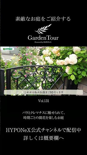 🕊Garden Tour🕊131：バラとクレマチスに魅せられて、時期ごとの開花を楽しむお庭#shorts