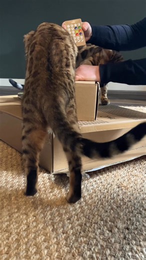 1.7K views · 15 reactions | When you finally crack and get them the best cat scratcher in town... | Omlet - Remarkable Pet Products | Facebook