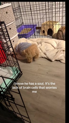 Funny Golden Doodle Moments That Brighten Your Day