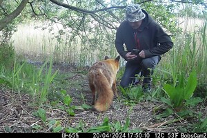 Watch: Man develops heart-warming friendship with adorable wild fox