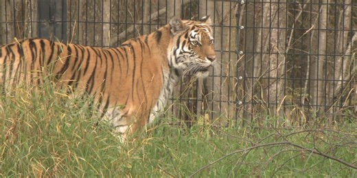 300-pound tiger named Natasha arrives as newest resident of Alaska Zoo