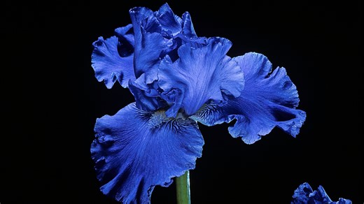 Five flower bulbs you need to plant in Feb for spectacular blooms in spring