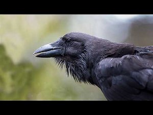 Alalā – The Hawaiian Crow Fighting for Survival