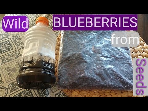 Starting wild blueberries from seed. Paper towel vs. winter sowing method with demonstration.