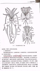 动物生物学——线虫、软体、环节动物