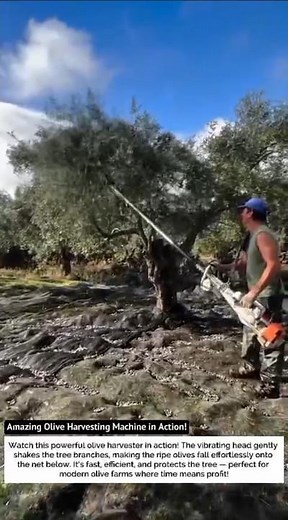 Amazing Olive Harvesting Machine in Action! | Super Fast Tree Shaker 🌿⚙️