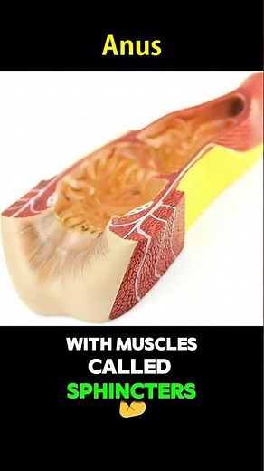 Anus: The Body’s Exit Point! #DigestiveSystem #BiologyShorts #HumanBodyFacts