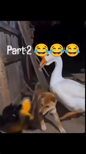 #edit #tiger #trollface #lion #geography #funny #romania #brazil #crocodile