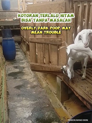 Kotoran terlalu hitam bisa tanda masalah | Overly dark poop may mean trouble