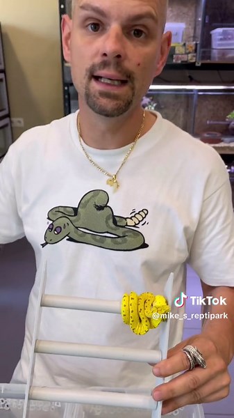 Rareté des Morelia Viridis Merauke à Réserver