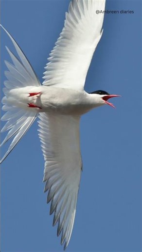 The Most Incredible Migration on Earth | Arctic Tern