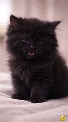 Shadow says #viral #funny #hilarious #memes #humor #shorts #trending #jokes #lol