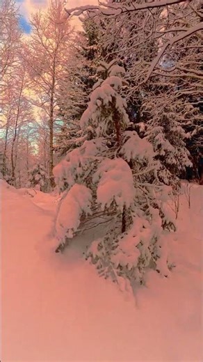Golden Winter Forest in Norway ✨ Snow Path at Sunset 4K #norway #nature #travel #ambient #relax
