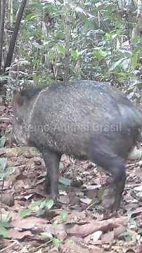 A Magia da Floresta Amazônica — Uma Jornada Pelas Trilhas Noturnas e Diurnas da Vida Selvagem