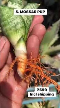 Snake plants | Sansevieria or Dracaena trifasciata | Mother-in-law's tongue