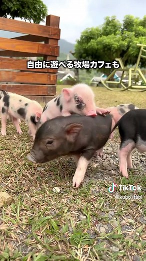 台湾・台南のホテル２選をご紹介🙌 こんなステキなホテルがあるなんて、世界は広いわ…👏 台南でも大人気のホテルだから、台湾旅行を考えてる方、ぜひ旅行の参考にしてみて〜！ ① 仙湖休閒農場（シェンフノンチャン） 山のうえの絶景ホテル。部屋のテラスにござをひいてティーパーティーができるの最高すぎた！ ホテルの敷地内には自由に遊べる牧場カフェがあって、かわいい動物がいっぱい🥺 ② 台南晶英酒店（タイナンジンインジゥディェン） 観光に便利な街なかのホテル。敷地内にプールがあって自由に使ってOK！ 鉄板焼きをメインにしたハーフブッフェがおいしすぎた🤤 ▼台南晶英酒店近くの観光スポット 藍晒図文創園区（ランシャイトゥウェンチュァンユェンチュ） 台湾で人気のリノベされたショッピングエリア 提供： 台南観光旅遊局