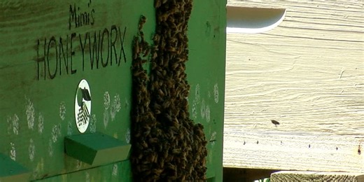 Africanized bees discovered in St. Clair County