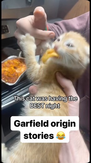 Minimum Effort Meme on Instagram: "That cat said “nom nom nom” irl 😂"