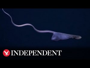 Rare deep-sea gulper eel filmed with inflated stomach in 'first-of-its-kind footage'