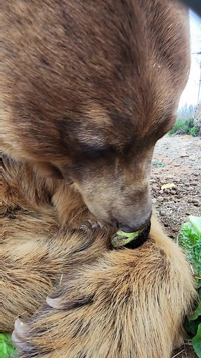 Brown Bear ASMR Experience with Nature Sounds
