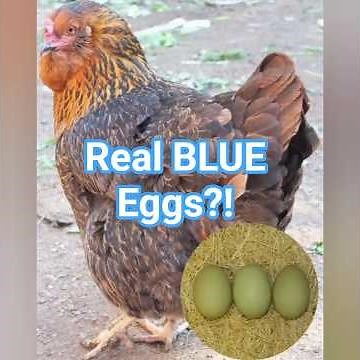 Blue Egg Beauty! 💙🐔 Meet the Ameraucana Chicken | USA’s Blue Egg Layer