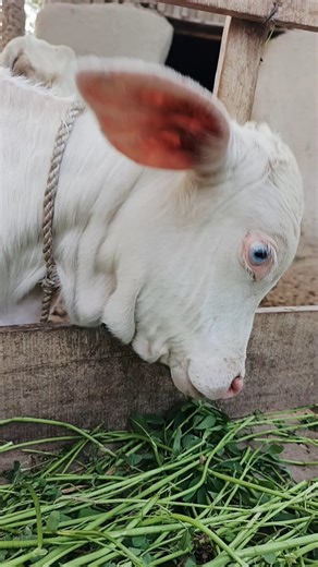 Cute Baby Animal 🤪 #cuteanimals #animals #funnyanimals #pets #animalshorts #wildlife