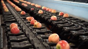 Apples on Conveyor Belt of High Speed Optical Apple Grading and Sorting Machine. HD Cameras Inspect the External Quality of the Fruit. Measuring for Internal Quality, Sugar Content, Ripeness, Defects.