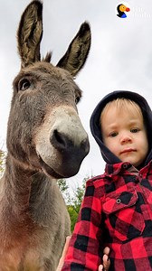 26M views · 195K reactions | Donkey has to see that his human brother is safe at all times — so he follows him everywhere and gives him tons of kisses  | Soulmates | Facebook