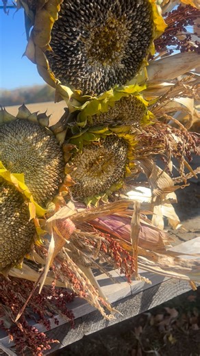 Fall/ Winter Wreath… for the birds! 🌻💗 | Fortunate Farm