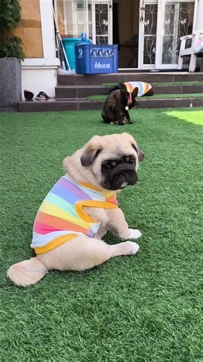 #สัตว์เลี้ยงtiktok #หมา #animalsoftiktok #มีลูกเป็นหมา #หมาปั๊ก