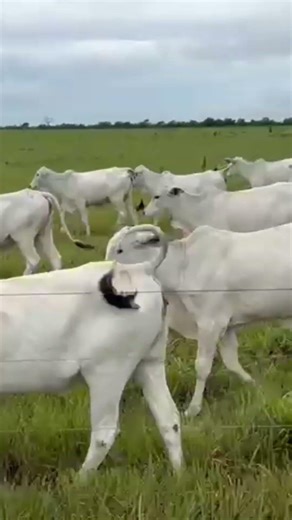Border Collie Controlando o Rebanho no Pasto! 😱 #bordercollie