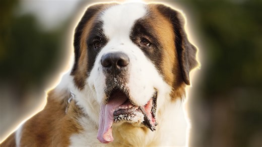 The most laid-back dog breeds for people who love to relax