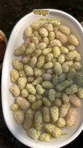 Fresh mulberries from my garden 🍇#youtubeshorts #viralshort #naturevlog