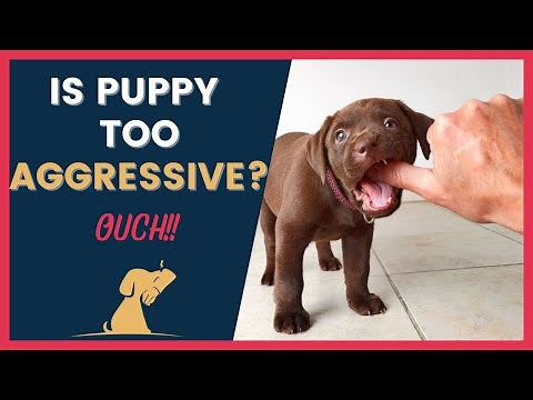 Is Your Puppy Biting Aggressively Must-Have Tips