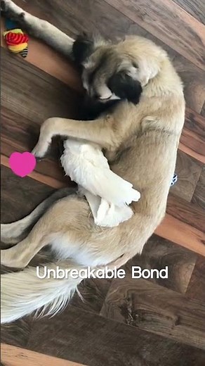 Pet Dog and Cockatoo Snuggle Together