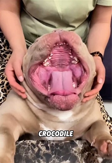 Looks Tough, Acts Sweet: The American Bully 🐕❤️ #animals #foryou #science #fyp #puppy