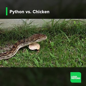 Using chemoreception to track her victim down, this #Python makes her way into the #chicken shed where she hides under the cover of darkness  | Snake Farm | Facebook