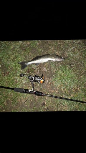 Sa punem un mini clip pe noapte chear daca nu se vede foarte bine? #fishing #salau #spinning #fy