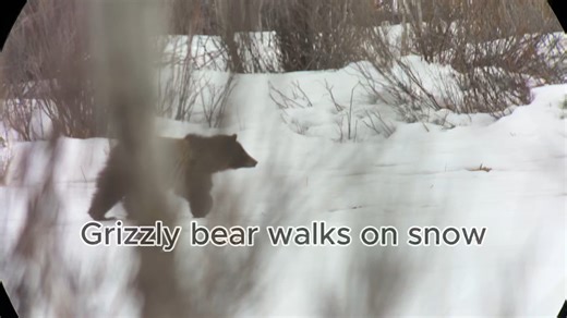 Grizzly bears are gone for the season. Here is the first bear I saw this spring in early April! | Bo Knows Outside