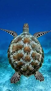 Each turtle has a unique shell pattern that can be used to identify them, much like our finger prints! . . @sideytheshark #turtle #turtles #turtlesofinstagram #tortoise #nature #reptile #reptiles #animals #turtlelife #turtlelove #seaturtle #reptilesofinstagram #schildkr #turtlelover #ocean #pet #animal #wildlife #te #tortuga #tartaruga #pets #love #art #sea #turtleturtle #kurakura #tortoises #turtlegram | Curma