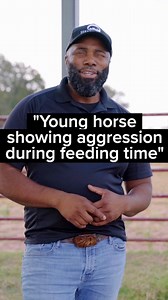 18K views · 563 reactions | With clear expectations, young horses can learn to be respectful during feeding time and form healthy habits #feedingtime #younghorses #horsebehavior #aggression #clarity #runningkickingbiting #pushyhorse #horsetraining | Steady Horse | Facebook