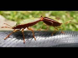 Bugs mating | World of tiny animals |